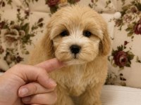 Maltipoo Teacup Mini Boy Kızımız