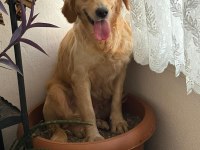 1 yaşında golden retriever kızımıza yuva arıyoruz