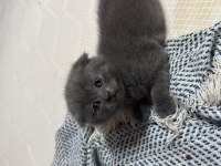 Oyuncul british shorthair arkadaşlar