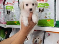 Maltese yavru