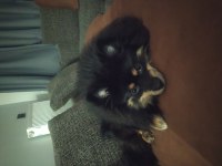 İki tane pomeranian boo ilgilenen arasın
