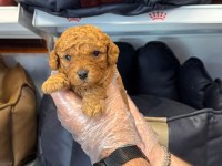 Sağlık ve ırk garantili poodle yavrularımız