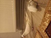 Albino ve heawy sultan papağanı takımlar