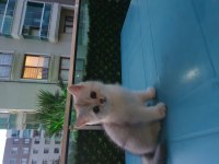 British shorthair silver point