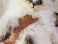 Golden point british longhair süper kalite yavrular
