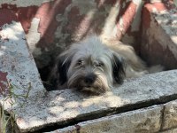 2 Yaşında terrier bej ücretsiz sahiplendirilecektir