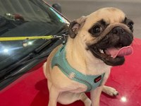 7 aylık dişi pug