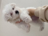 Maltese terrier 0 numara 53 günlük dişi yavru