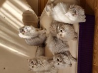 British longhair ve scottish fold longhair