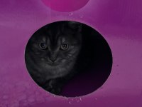 USLU BRİTİSH SHORTHAİR EV KEDİSİ YENİ YUVASINI ARIYOR