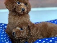 YENİ KIŞ DÖNEMİNE POODLE İLE