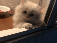 Irk garantili british longhair kedisi