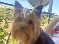 Teacup Yorkshire Terrier