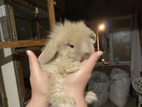Hollanda Lop ve Teddy Lop Tavşan Yavrularımız