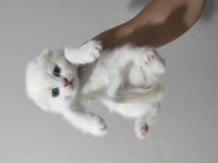 3 adet minik scottish fold sahiplerini bekliyor