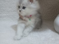 BRİTİSH LONGHAİR KEDİMİ SAHİPLENDİRECEĞİM