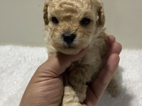 Apricot renk dişi poodle yavru 1 aylık