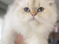 British Hamile Golden Point Longhair