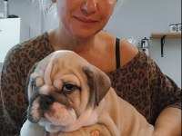 Türkiye'de En Orjinal İngiliz Bulldog Bebekler