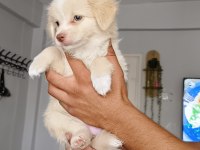 Maltipoo bebişler mavi gözlü