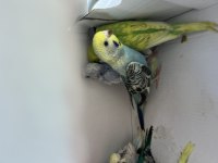 Uyguna verilecek muhabbet kuşlarımız