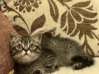 Dişi british longhair iç-dış