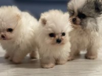 Pomeranian Boo Köpeğimiz