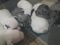 Irk güzeli bulunmayacak muhteşem french bulldog yavrular
