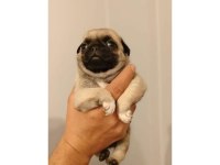 Pug Yavrular Yeni Sahibini Bekliyor