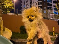 Pomeranian boo 4.5 aylık