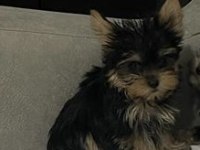 Miniminik bir yorkshire terrier kız