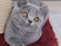 British shorthair yavrular