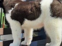 Amerikan Akita Inu Yavruları