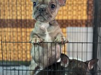 Çift DNA mükemmel anatomi french bulldog