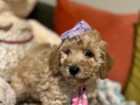 Bir avuç mutluluk poodle