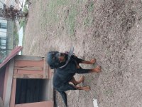 Rottweiler 3,5 Yaşında Sahiplendirme