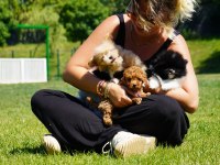 Teddy Bear Toy Poodle Bebeklerimiz İstanbul