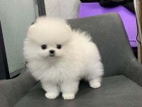 POMERANİAN TEDDY YAVRULAR