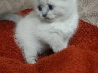 Scottish fold blue point prensesler
