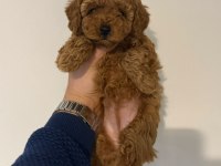 Kore Kan Poodle Yavrularımız