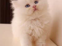 ŞECERELİ A KALİTE DİŞİ İRAN KEDİSİ BEBEKLER