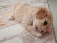 Maltipoo 3 aylık dişi
