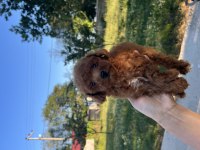 Orjinal minyatür toy poodle