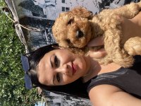 Toy poodle ve kore poodle yavrularım