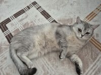 Ücretsiz 8 Aylık British Shorthair