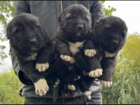 Türkiyenin meşhur kangal çiftliği