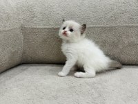RAGDOLL BEBEKLER