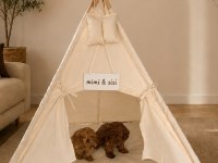 Dişi Orjinal Toy Poodle Aşılı Wc Eğitimli Bebekler