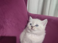 50 günlük scottish fold ve scottish straight yavrular