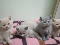 British longhair sahiplendirme detaylı bilgi
